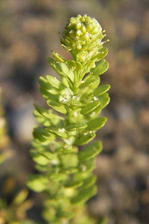 Lepidium densiflorum \ Dichtbltige Kresse / Common Pepperweed, D Heidelberg 26.5.2011