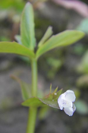 Lindernia dubia \ Amerikanisches Bchsenkraut, Groes Bchsenkraut / Yellowseed False Pimpernel, D Groß-Gerau 21.9.2011