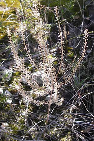 Lepidium densiflorum \ Dichtbltige Kresse / Common Pepperweed, D Ludwigshafen 16.9.2012