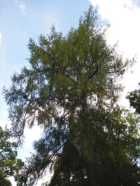 Larix decidua \ Europische Lrche / European Larch, D Eichstätt 16.6.2014