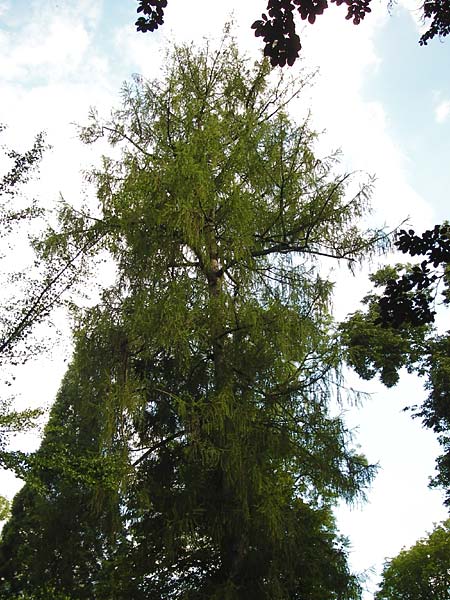 Larix decidua \ Europische Lrche / European Larch, D Eichstätt 16.6.2014