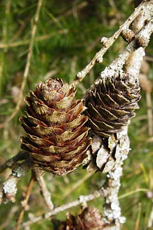 Larix decidua \ Europische Lrche / European Larch, D Pforzheim 27.9.2014