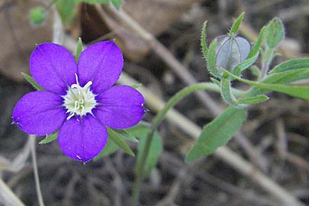 Legousia speculum-veneris \ Gewhnlicher Frauenspiegel, Venusspiegel / Large Venus' Looking-Glass, D Bruchsal 14.6.2006