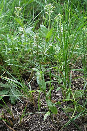 Lepidium campestre \ Feld-Kresse / Field Pepperwort, D Weinheim an der Bergstraße 20.6.2006