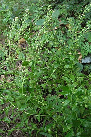 Lepidium campestre \ Feld-Kresse / Field Pepperwort, D Weinheim an der Bergstraße 20.6.2006
