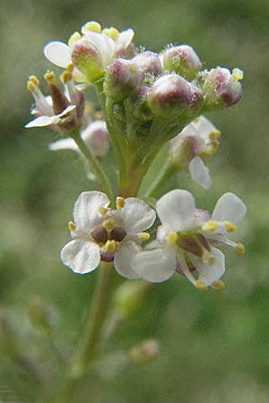 Lepidium graminifolium \ Grasblttrige Kresse / Tall Pepperwort, D Mannheim,  Friesenheimer Insel 23.8.2006