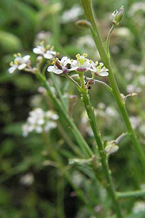 Lepidium graminifolium \ Grasblttrige Kresse / Tall Pepperwort, D Mannheim,  Friesenheimer Insel 23.8.2006