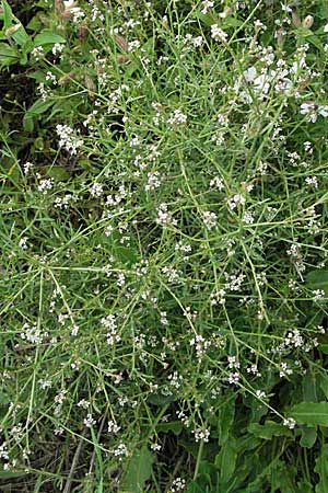 Lepidium graminifolium \ Grasblttrige Kresse / Tall Pepperwort, D Mannheim,  Friesenheimer Insel 23.8.2006