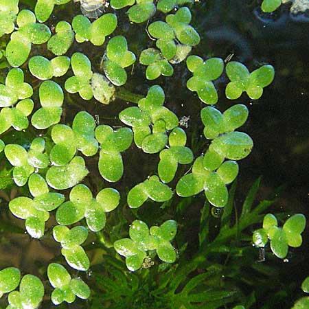 Lemna minor \ Kleine Wasserlinse / Common Duckweed, D Mörfelden 9.9.2006