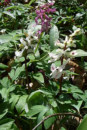 Corydalis cava, Hollow-Root Corydalis cava, Hollow-Root