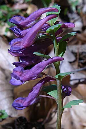 Corydalis cava x solida, Hybrid Hollow-Root Corydalis cava x solida, Hybrid Hollow-Root