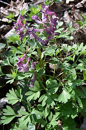 Corydalis solida, Bird in a Bush Corydalis solida, Bird in a Bush