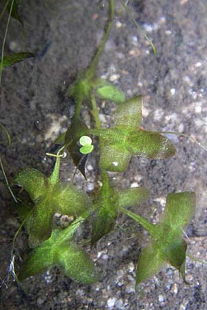 Lemna trisulca \ Dreifurchige Wasserlinse / Ivy-Leaved Duckweed, D Karlsruhe 31.7.2008