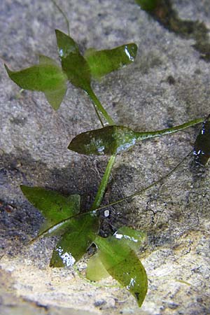 Lemna trisulca \ Dreifurchige Wasserlinse / Ivy-Leaved Duckweed, D Karlsruhe 31.7.2008