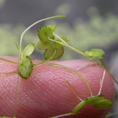 Lemna minor \ Kleine Wasserlinse / Common Duckweed, D Eisenberg 2.8.2008
