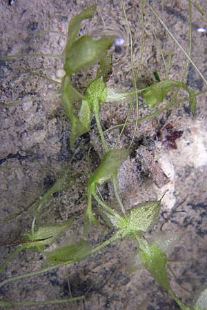 Lemna trisulca \ Dreifurchige Wasserlinse / Ivy-Leaved Duckweed, D Eisenberg 2.8.2008