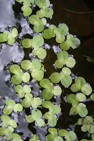 Lemna minor \ Kleine Wasserlinse / Common Duckweed, D Eisenberg 2.8.2008