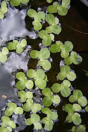 Lemna minor \ Kleine Wasserlinse / Common Duckweed, D Eisenberg 2.8.2008