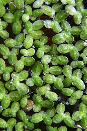 Lemna minuta \ Zierliche Wasserlinse / Least Duckweed, D Dettenheim-Russheim 28.8.2008