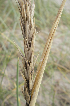 Leymus arenarius \ Strand-Roggen / Sea Lyme Grass, D Fehmarn 3.8.2009