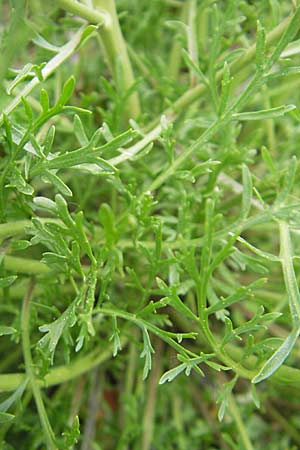 Lepidium ruderale \ Schutt-Kresse / Narrow-Leaved Pepperweed, Roadside Pepperweed, D Mannheim 3.5.2009