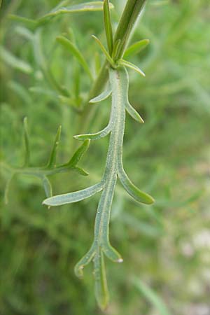 Lepidium ruderale \ Schutt-Kresse / Narrow-Leaved Pepperweed, Roadside Pepperweed, D Mannheim 3.5.2009