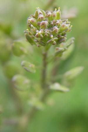 Lepidium ruderale \ Schutt-Kresse / Narrow-Leaved Pepperweed, Roadside Pepperweed, D Mannheim 3.5.2009