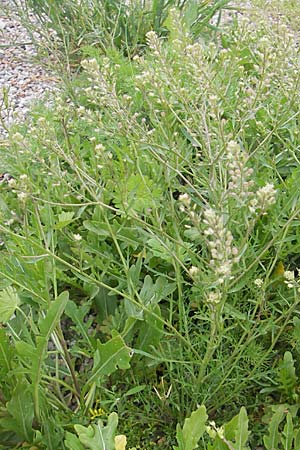 Lepidium ruderale \ Schutt-Kresse / Narrow-Leaved Pepperweed, Roadside Pepperweed, D Mannheim 3.5.2009