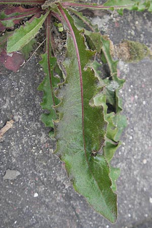 Picris hieracioides \ Gemeines Bitterkraut / Hawkweed Ox-Tongue, D Mannheim 3.5.2009