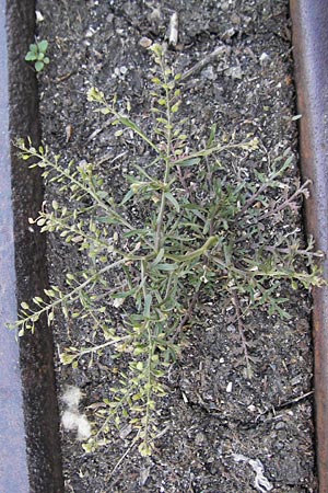 Lepidium ruderale \ Schutt-Kresse / Narrow-Leaved Pepperweed, Roadside Pepperweed, D Mannheim 6.5.2009