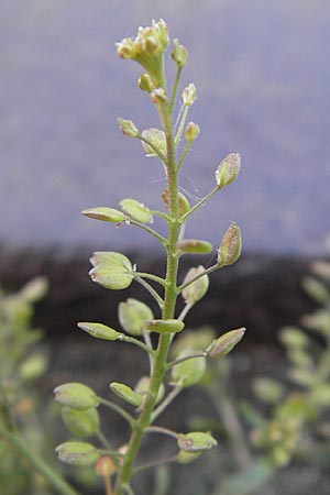 Lepidium ruderale \ Schutt-Kresse / Narrow-Leaved Pepperweed, Roadside Pepperweed, D Mannheim 6.5.2009