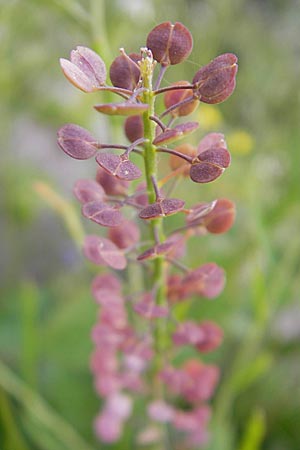 Lepidium virginicum \ Virginische Kresse / Least Pepperwort, D Mannheim 16.6.2009