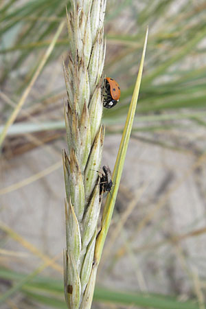 Leymus arenarius \ Strand-Roggen / Sea Lyme Grass, D Fehmarn 3.8.2009
