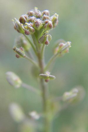 Lepidium ruderale \ Schutt-Kresse / Narrow-Leaved Pepperweed, Roadside Pepperweed, D Heidelberg 21.6.2010