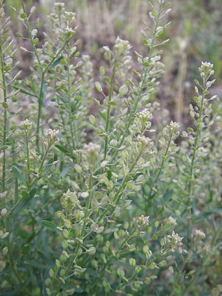 Lepidium ruderale \ Schutt-Kresse / Narrow-Leaved Pepperweed, Roadside Pepperweed, D Heidelberg 21.6.2010