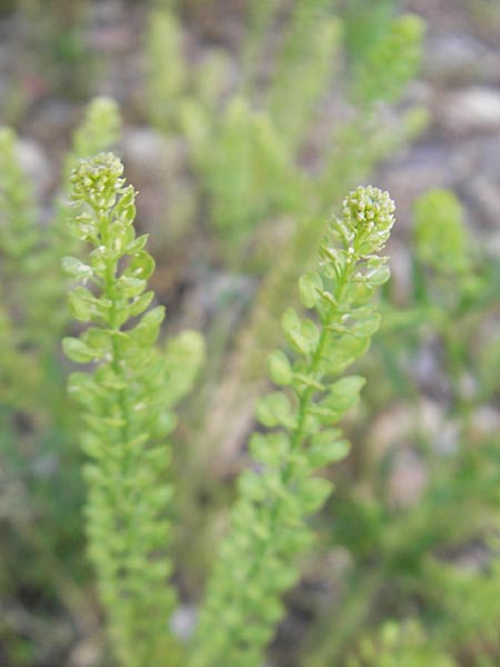 Lepidium densiflorum \ Dichtbltige Kresse / Common Pepperweed, D Heidelberg 21.6.2010