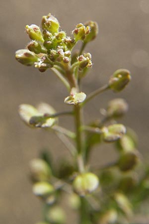 Lepidium ruderale \ Schutt-Kresse / Narrow-Leaved Pepperweed, Roadside Pepperweed, D Heidelberg 21.6.2010