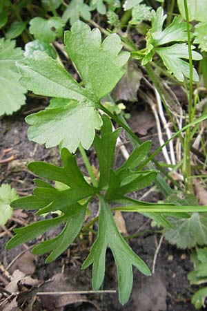 Ranunculus leptomeris \ Feinzipfeliger Gold-Hahnenfu� / Fine-Lapped Goldilocks, D Mainhardt 16.4.2011