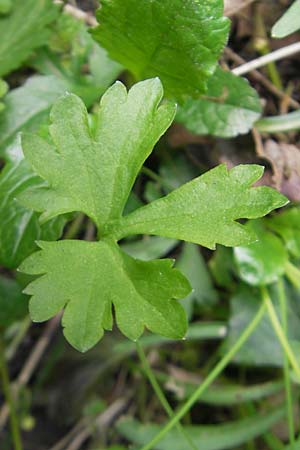 Ranunculus leptomeris \ Feinzipfeliger Gold-Hahnenfu� / Fine-Lapped Goldilocks, D Mainhardt 16.4.2011
