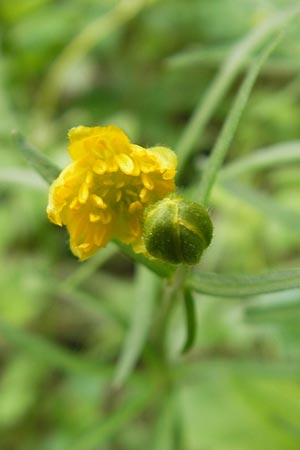 Ranunculus leptomeris \ Feinzipfeliger Gold-Hahnenfu� / Fine-Lapped Goldilocks, D Mainhardt 16.4.2011