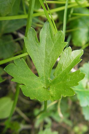 Ranunculus leptomeris \ Feinzipfeliger Gold-Hahnenfu� / Fine-Lapped Goldilocks, D Mainhardt 16.4.2011