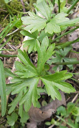Ranunculus leptomeris \ Feinzipfeliger Gold-Hahnenfu� / Fine-Lapped Goldilocks, D Mainhardt 16.4.2011