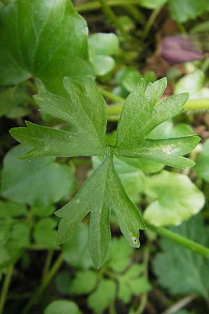 Ranunculus leptomeris \ Feinzipfeliger Gold-Hahnenfu� / Fine-Lapped Goldilocks, D Mainhardt 16.4.2011