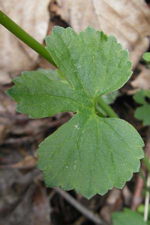 Ranunculus leptomeris \ Feinzipfeliger Gold-Hahnenfu� / Fine-Lapped Goldilocks, D Mainhardt 16.4.2011