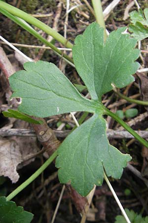 Ranunculus leptomeris \ Feinzipfeliger Gold-Hahnenfu� / Fine-Lapped Goldilocks, D Mainhardt 16.4.2011