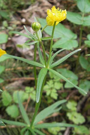 Ranunculus leptomeris \ Feinzipfeliger Gold-Hahnenfu� / Fine-Lapped Goldilocks, D Mainhardt 16.4.2011