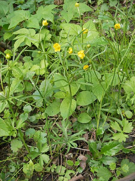 Ranunculus leptomeris \ Feinzipfeliger Gold-Hahnenfu� / Fine-Lapped Goldilocks, D Mainhardt 16.4.2011