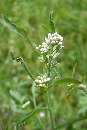 Lepidium sativum \ Garten-Kresse / Garden Cress, D Mannheim 20.5.2011