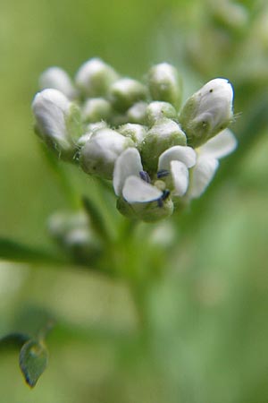 Lepidium sativum \ Garten-Kresse / Garden Cress, D Mannheim 20.5.2011