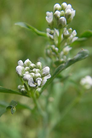 Lepidium sativum \ Garten-Kresse / Garden Cress, D Mannheim 20.5.2011